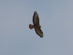 Buteo buteo vulpinus