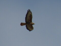 Buteo buteo vulpinus