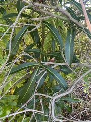 Pseudopanax crassifolius × lessonii