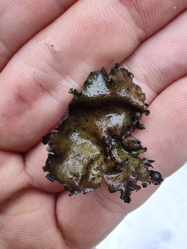 Petalled Rocktripe Lichen
