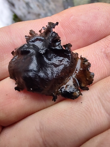 Petalled Rocktripe Lichen