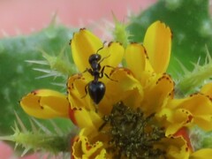 Crematogaster peringueyi