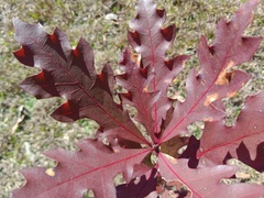 Quercus × neopalmeri