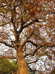 Madhuca longifolia latifolia