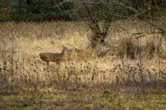 Odocoileus virginianus leucurus