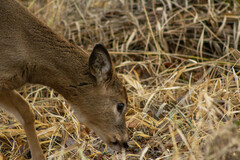 Odocoileus virginianus leucurus