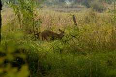 Odocoileus virginianus leucurus