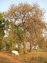 Madhuca longifolia latifolia