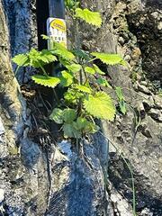 Urtica pilulifera