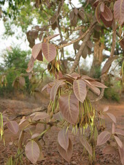 Madhuca longifolia latifolia