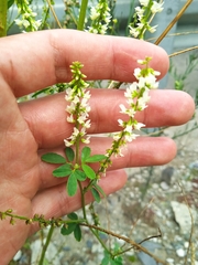 Melilotus albus
