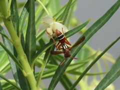 Polistes marginalis