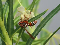 Polistes marginalis