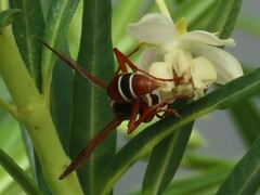 Polistes marginalis
