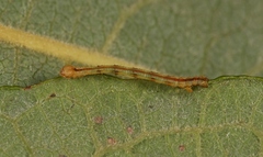 Campaea margaritaria