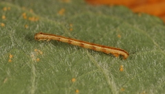 Campaea margaritaria