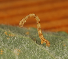 Campaea margaritaria