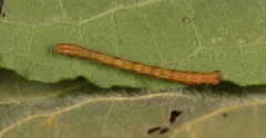 Campaea margaritaria