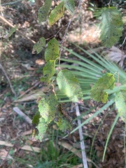 Planera aquatica