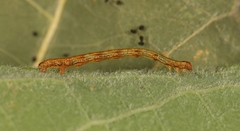 Campaea margaritaria