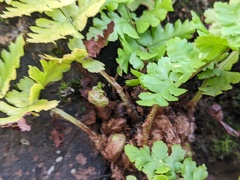 Dryopteris