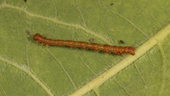 Campaea margaritaria