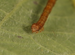 Campaea margaritaria