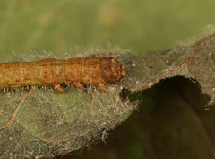 Campaea margaritaria