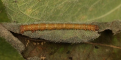 Campaea margaritaria