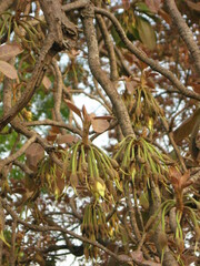 Madhuca longifolia latifolia
