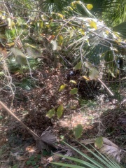 Planera aquatica