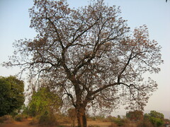 Madhuca longifolia latifolia