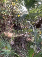 Planera aquatica