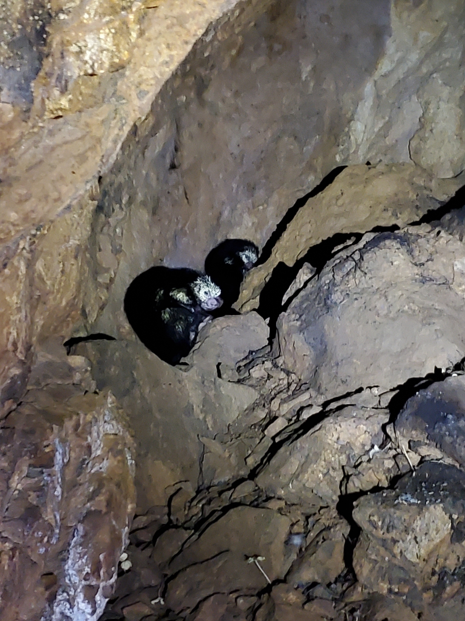 Sphiggurus mexicanus (Kerr, 1792)