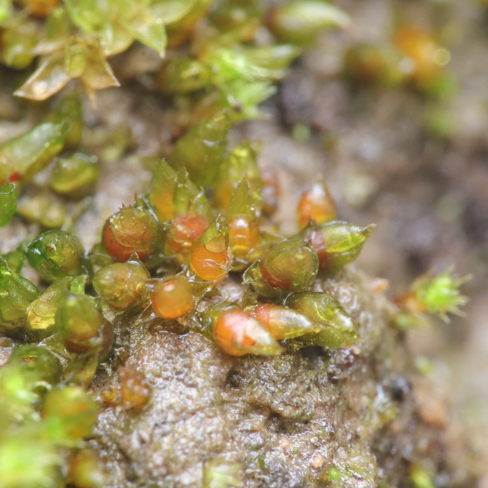 Acaulon muticum