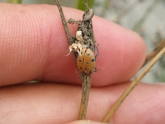 Hippodamia convergens