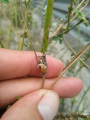 Hippodamia convergens