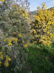 Acacia dealbata