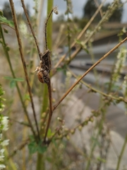 Hippodamia convergens