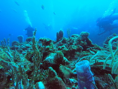 Callyspongia plicifera