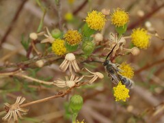 Marasmodes