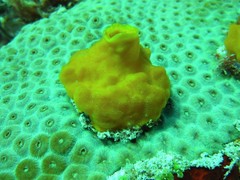 Siphonodictyon coralliphagum