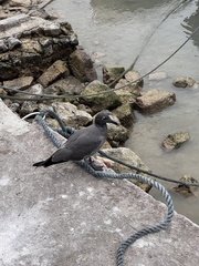 Leucophaeus fuliginosus