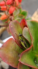 Hedriodiscus pulcher