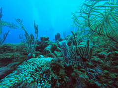 Callyspongia plicifera