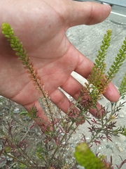Lepidium
