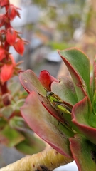 Hedriodiscus pulcher