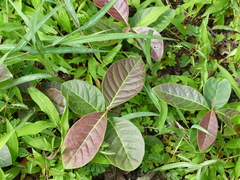Madhuca longifolia latifolia