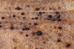 Bartheletia paradoxa