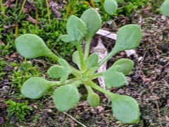 Saxifraga tridactylites